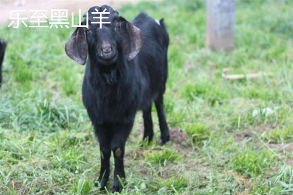黑山羊的皮是不是黑的，被毛多为黑色