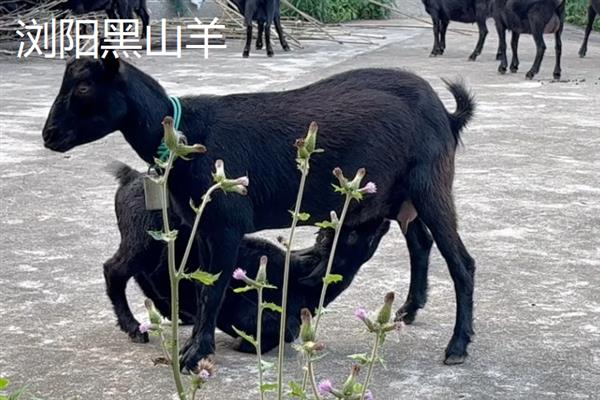 黑山羊的皮是不是黑的，被毛多为黑色