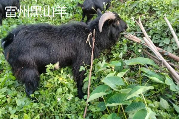 黑山羊的皮是不是黑的，被毛多为黑色