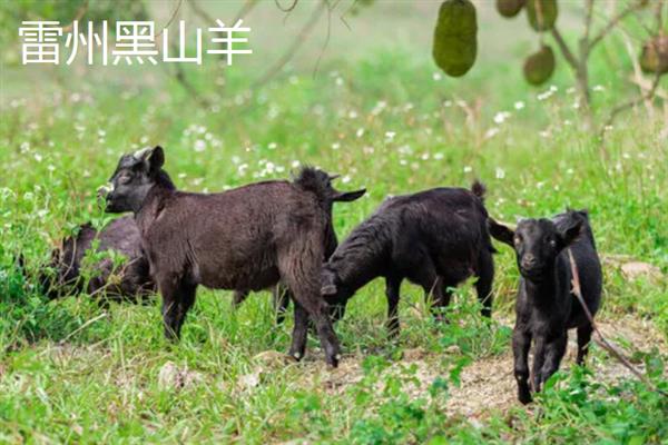 黑山羊的皮是不是黑的，被毛多为黑色