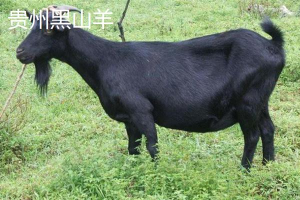 黑山羊的皮是不是黑的，被毛多为黑色