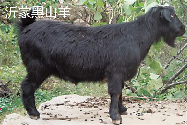 黑山羊的皮是不是黑的，被毛多为黑色