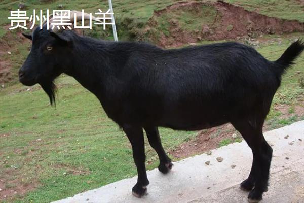 黑山羊的皮是不是黑的，被毛多为黑色