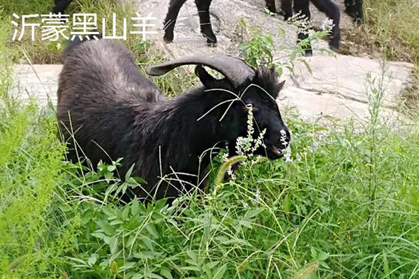 黑山羊的皮是不是黑的，被毛多为黑色