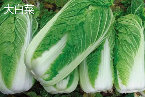 含维生素b的蔬菜，常见的有大白菜、芹菜、胡萝卜等