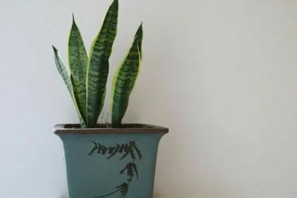 虎皮兰冬季养护方法,室内温度保持在10℃左右