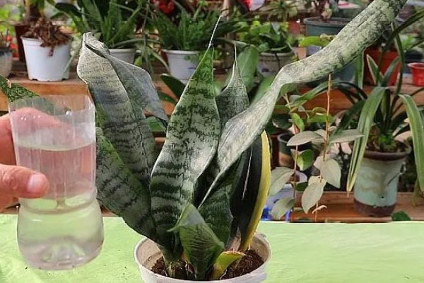 虎皮兰冬季养护方法,室内温度保持在10℃左右