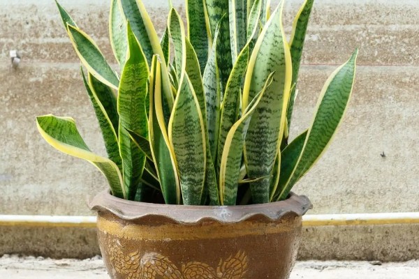 虎皮兰冬季养护方法,室内温度保持在10℃左右