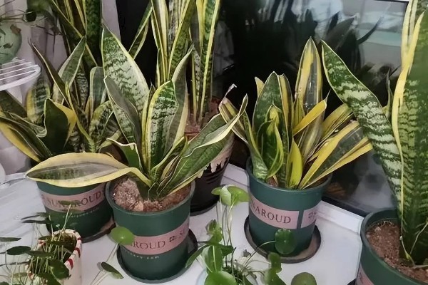 虎皮兰冬季养护方法,室内温度保持在10℃左右