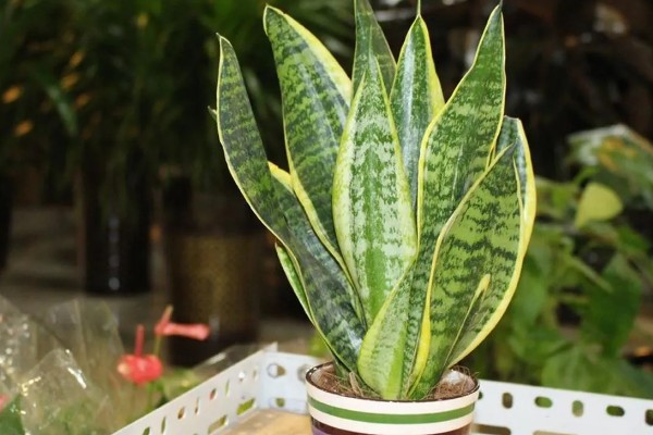 虎皮兰冬季养护方法,室内温度保持在10℃左右