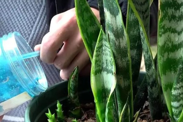 虎皮兰冬季养护方法,室内温度保持在10℃左右