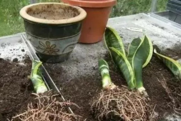 虎皮兰冬季养护方法,室内温度保持在10℃左右