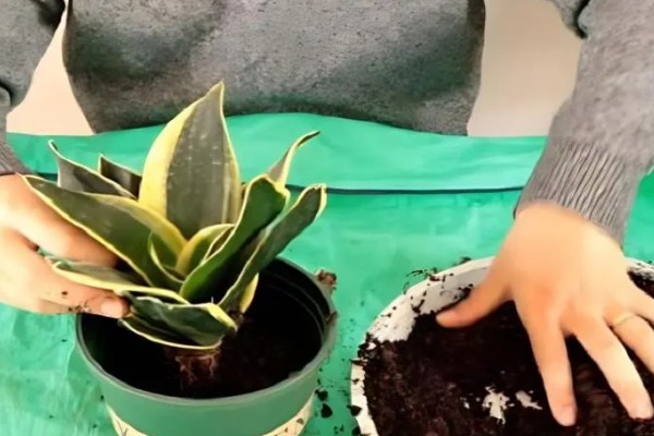 虎皮兰冬季养护方法,室内温度保持在10℃左右