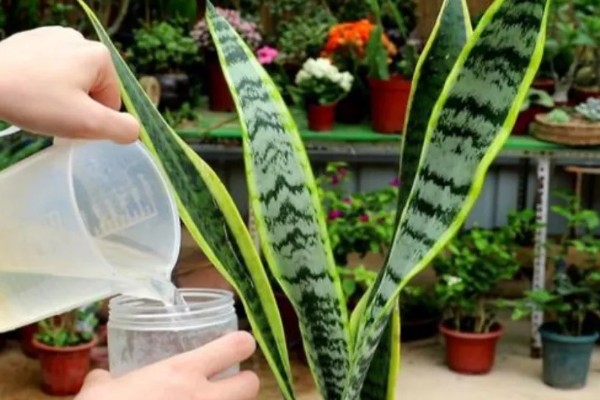 虎皮兰冬季养护方法,室内温度保持在10℃左右