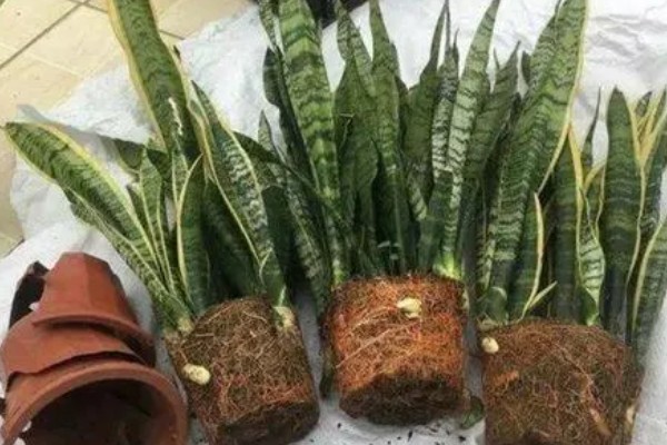 虎皮兰冬季养护方法,室内温度保持在10℃左右