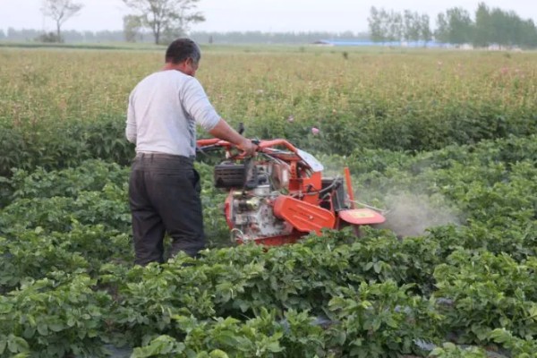 花生地除草剂对芝麻有没有影响,盲目使用可能会造成药害
