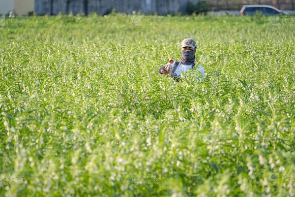 花生地除草剂对芝麻有没有影响,盲目使用可能会造成药害