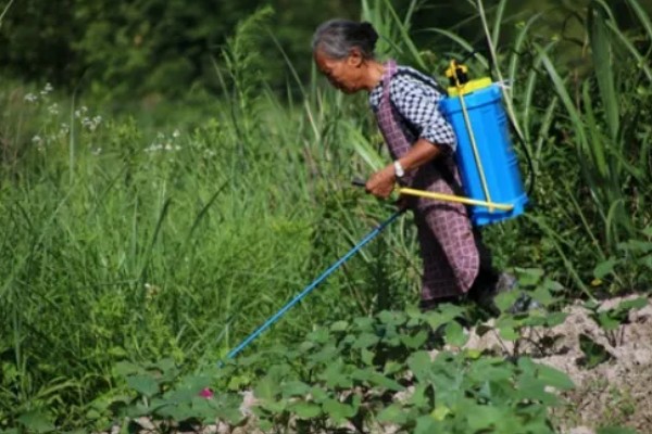 花生地除草剂对芝麻有没有影响,盲目使用可能会造成药害