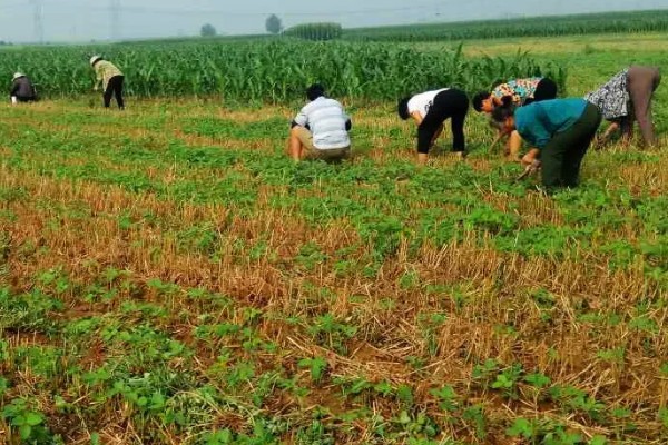 花生地除草剂对芝麻有没有影响,盲目使用可能会造成药害