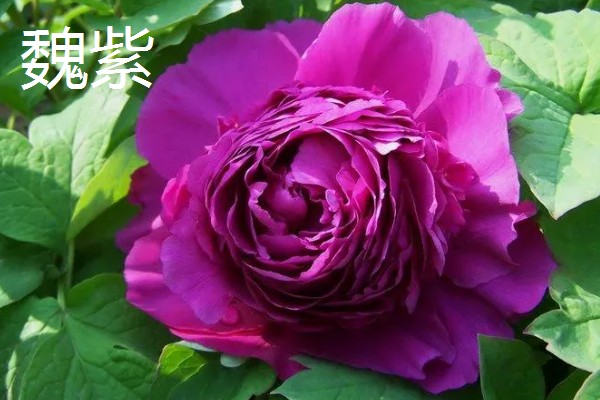 牡丹花的品种，常见的有魏紫、姚黄等