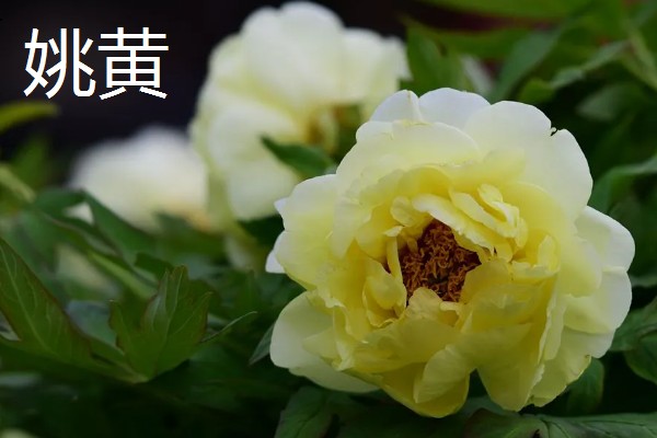 牡丹花的品种，常见的有魏紫、姚黄等