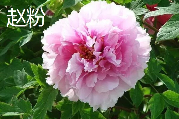 牡丹花的品种，常见的有魏紫、姚黄等