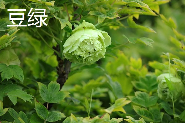 牡丹花的品种，常见的有魏紫、姚黄等