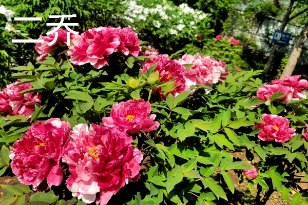 牡丹花的品种，常见的有魏紫、姚黄等