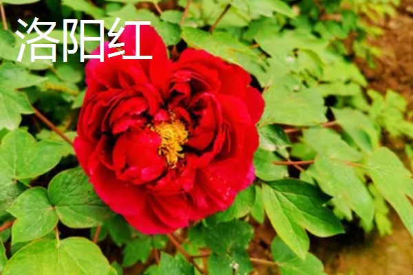 牡丹花的品种，常见的有魏紫、姚黄等