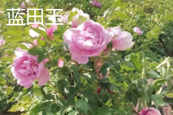 牡丹花的品种，常见的有魏紫、姚黄等