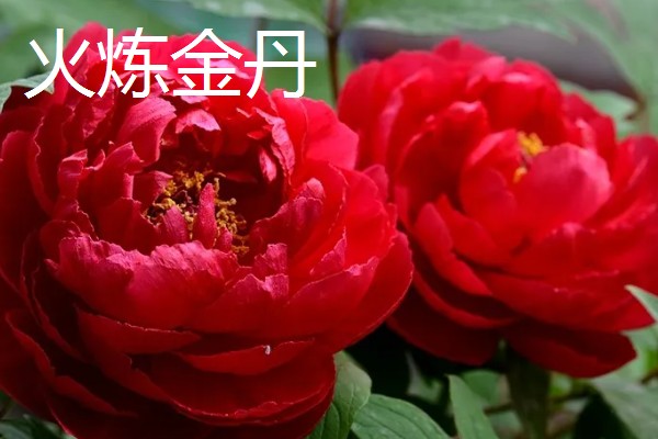 牡丹花的品种，常见的有魏紫、姚黄等