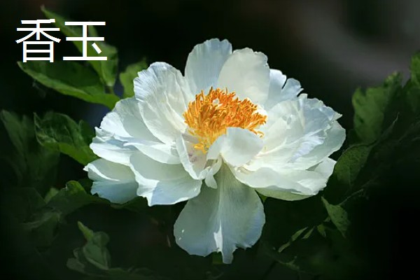 牡丹花的品种，常见的有魏紫、姚黄等