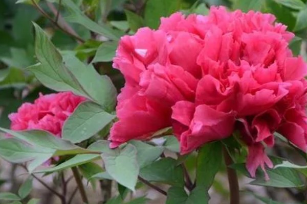 牡丹花的品种，常见的有魏紫、姚黄等