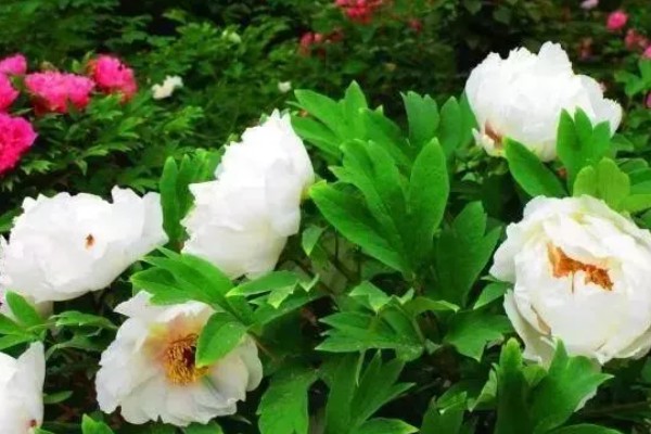 牡丹花的品种，常见的有魏紫、姚黄等