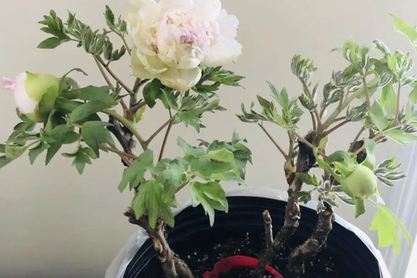 牡丹花的品种，常见的有魏紫、姚黄等