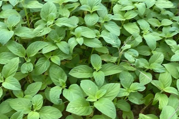 芝麻过多久会出苗,养护得当只需3-4天