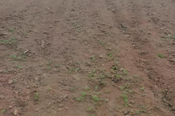 芝麻过多久会出苗,养护得当只需3-4天