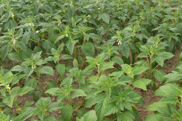 芝麻过多久会出苗,养护得当只需3-4天