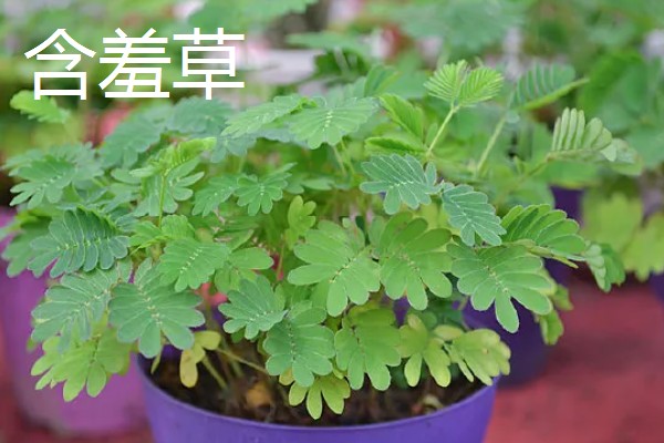 哪些盆栽有毒不能用手碰，是含羞草、刺槐、秋海棠等