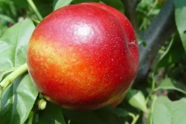 油桃是怎么培育的，可以使用嫁接的方法进行