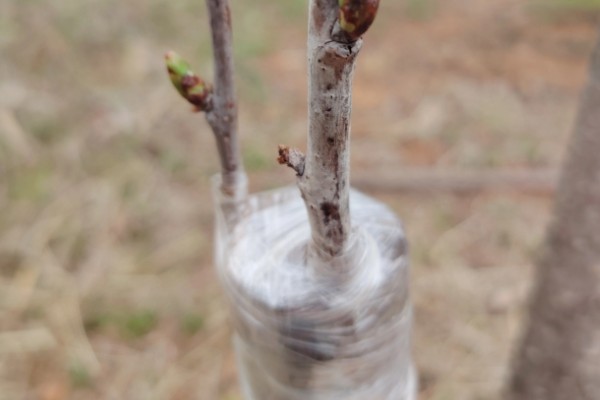 油桃是怎么培育的，可以使用嫁接的方法进行