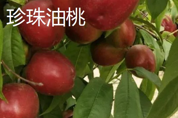 油桃是怎么培育的，可以使用嫁接的方法进行