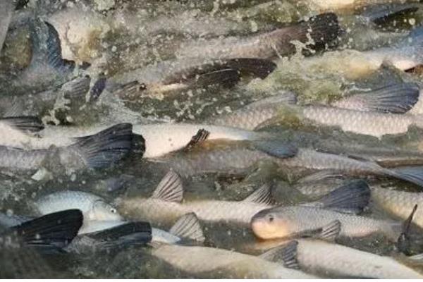 草鱼每天喂多少料，饲喂量与水温以及生长阶段有关