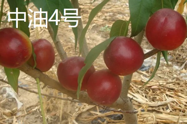 油桃是怎么培育的，可以使用嫁接的方法进行