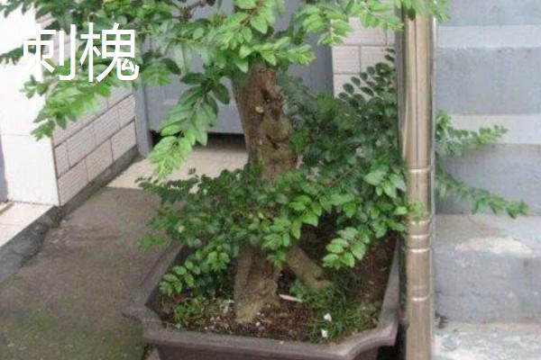 哪些盆栽有毒不能用手碰，是含羞草、刺槐、秋海棠等