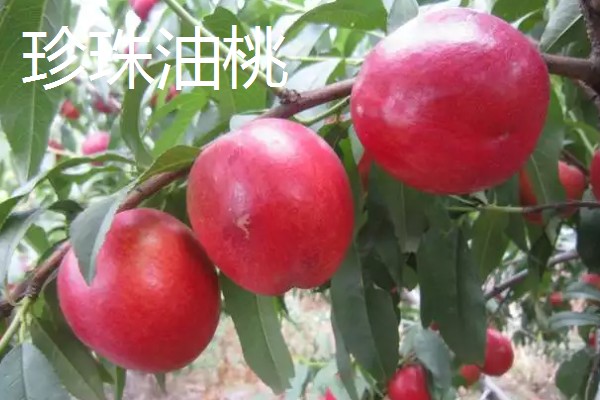 油桃是怎么培育的，可以使用嫁接的方法进行