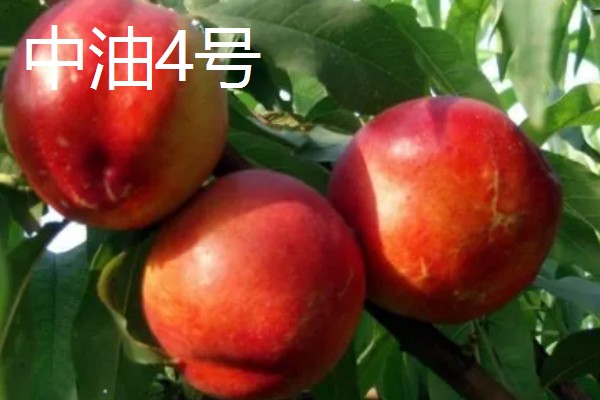 油桃是怎么培育的，可以使用嫁接的方法进行