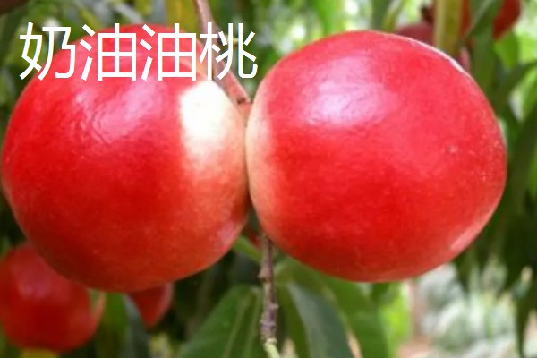 油桃是怎么培育的，可以使用嫁接的方法进行