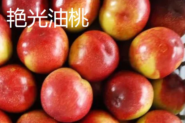 油桃是怎么培育的，可以使用嫁接的方法进行