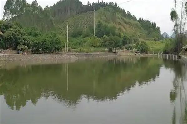 鱼塘怎么快速降低氨氮，可以选择换水